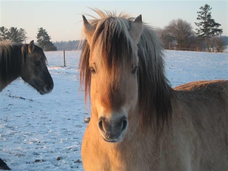 Fjordhest Laura R.I.P  - Laura i sneen billede 5