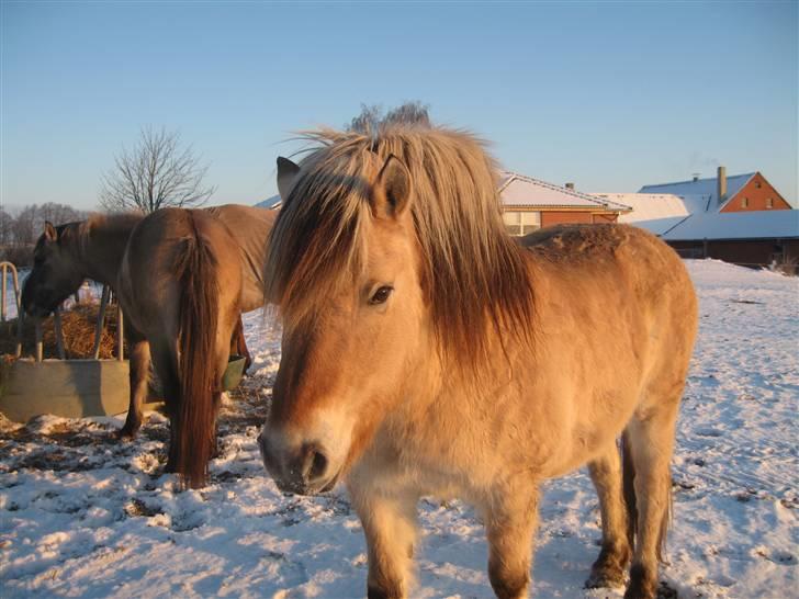 Fjordhest Laura R.I.P  - Lidt sne billeder, i baggrunden ses Filur som er Lauras føl fra maj 2006  billede 6