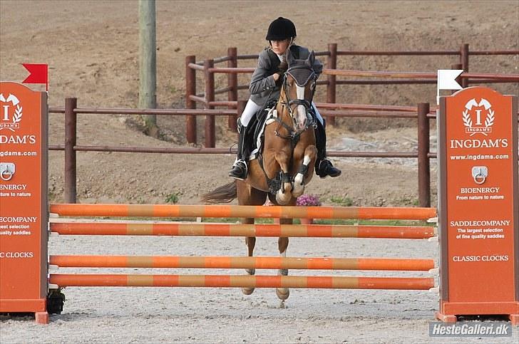 Hollandsk Sportspony Pearle -  Stall melby! La billede 13