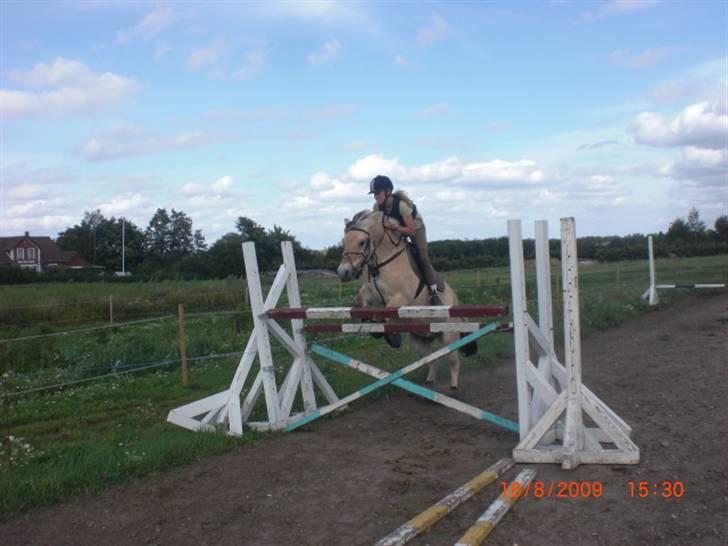 Fjordhest Loet Basland *mit alt<3* billede 15