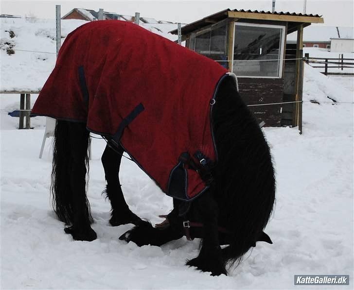 Frieser Eline Bouwkje B. - dygtig hest:) billede 12