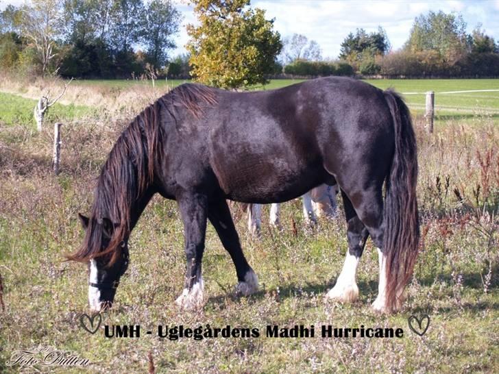 Welsh Cob (sec D) Hurricane - Velkommen til Hurricanes Profil :D miin dejlige dreng <3 billede 1