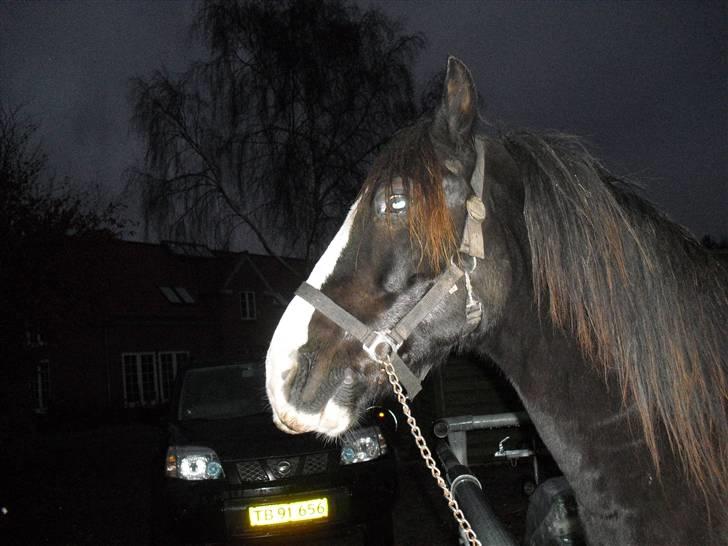 Welsh Cob (sec D) Hurricane - du er altid så opmærksom og dejlig <3 billede 2