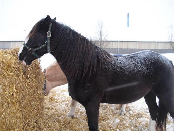 Welsh Cob (sec D) Hurricane - miin vildbasse du er det bedste <3 billede 3