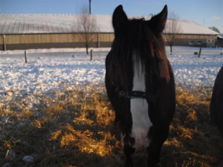 Welsh Cob (sec D) Hurricane - hejhej hvad laver du :P billede 4