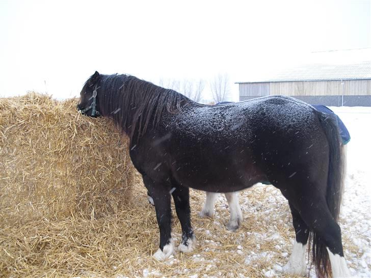 Welsh Cob (sec D) Hurricane - hmm det altid dejligt med noget halm ;D billede 5