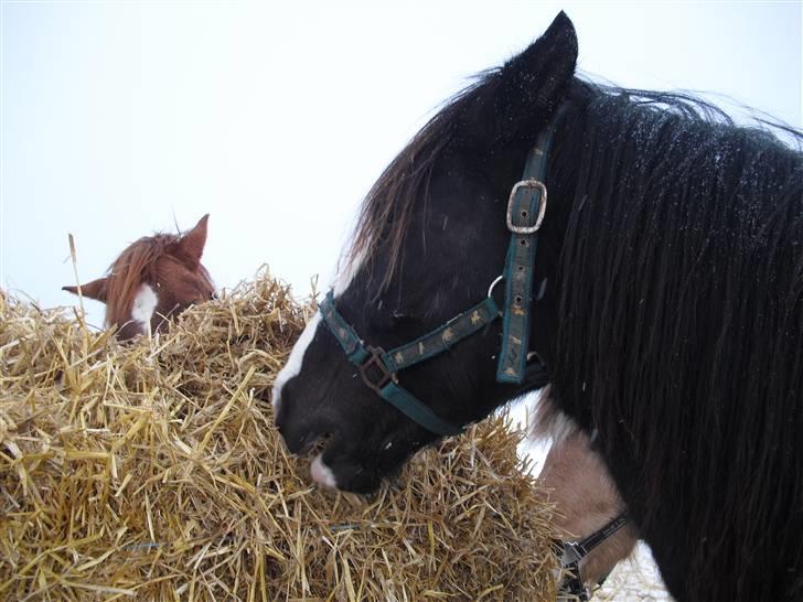 Welsh Cob (sec D) Hurricane - hmm halm er altid godt min dejlige dreng elsker dig for vildt <333 billede 6