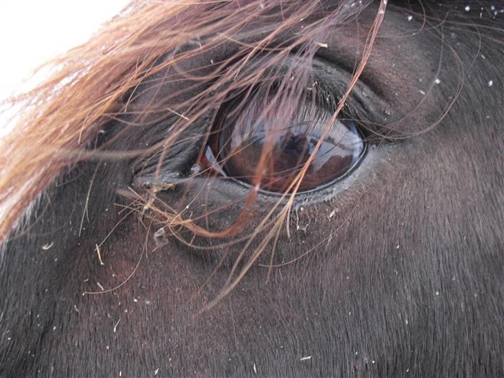 Welsh Cob (sec D) Hurricane - fordi du hart de smukkeste og mest fantastiske øjne <33<333 billede 7
