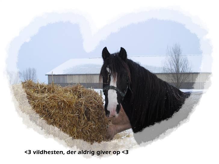 Welsh Cob (sec D) Hurricane - min basse du var strid i starten men du bliver bedre og bedre for hver gang der går jeg elsker dig og vil aldrig miste dig til nogen som helst <3 billede 8