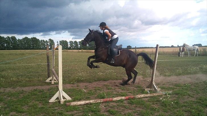 Traver zeb, R.I.P :'( ILY - |vélkómmén tíl zéb´s prófil (: .... billede , 1 .  dresur i ridehuset d.05,03,10(: fotograf : mor. billede 1