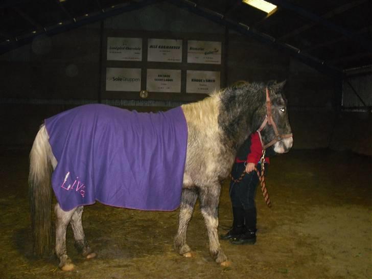 Anden særlig race Salt&Peber.. SOLGT  - Inde i ridehallen sammen med Pepper... Den dejlige Prins billede 6