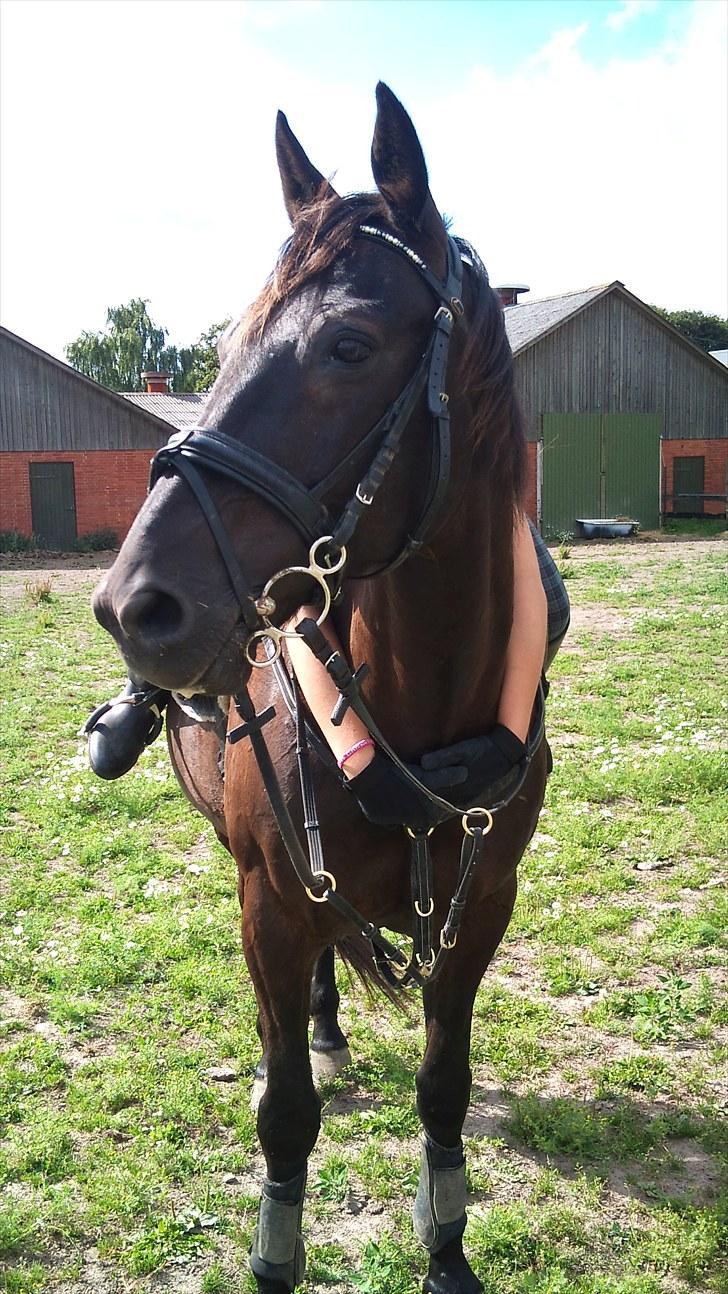 Traver zeb, R.I.P :'( ILY - billede, 6. 3gang jeg red ham (: . fotograf , pernille (: billede 6