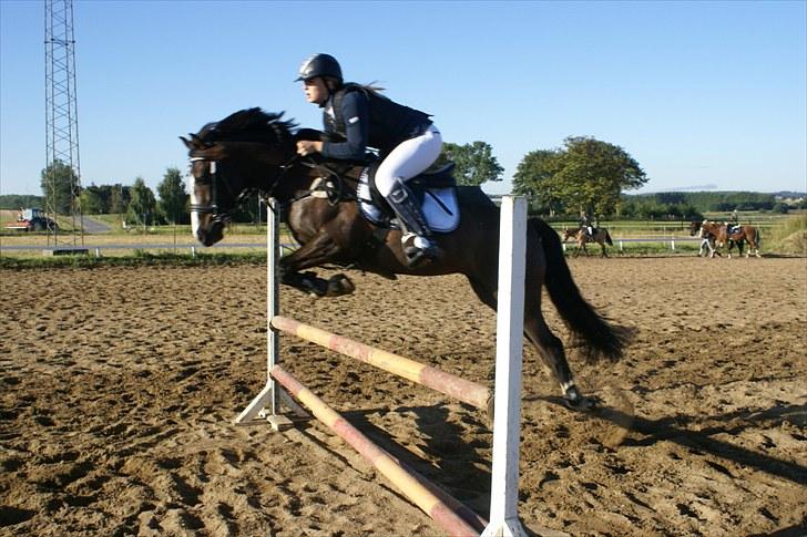 Irsk Sportspony MB Lady Star - RIP  - Fordi Du Kan!<3 billede 6