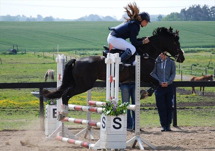 Irsk Sportspony MB Lady Star - RIP  - "Når mor er syg og ik kan hjælpe så må man jo selv" ååårh baby<33333 billede 14