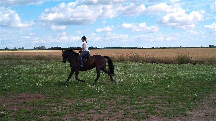 Traver zeb, R.I.P :'( ILY - billede, 7. dresur på udendørsbanen (: fotograf , pernille (: billede 7