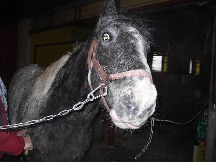 Anden særlig race Salt&Peber.. SOLGT  - Heej med dig der bag skærmen...  billede 7