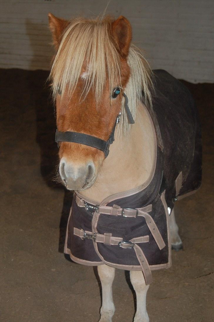 Shetlænder Brogaardens Makey billede 1