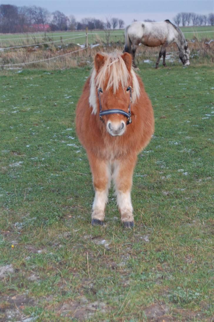 Shetlænder Brogaardens Makey billede 2