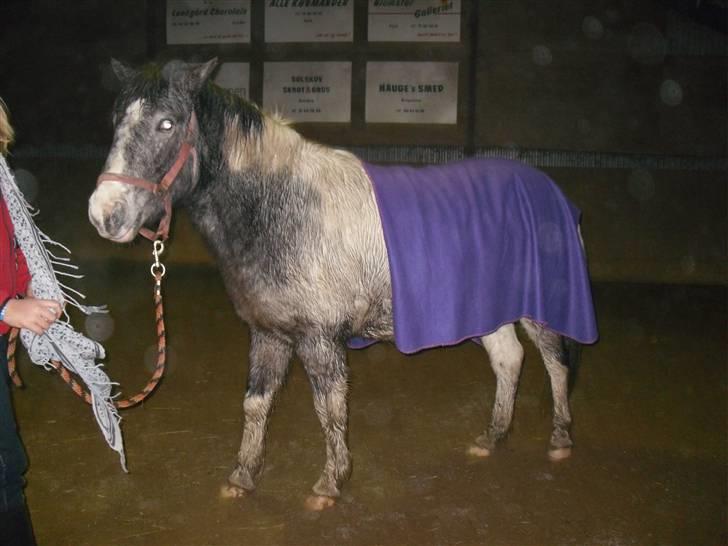 Anden særlig race Salt&Peber.. SOLGT  - Man kan hvad man vil og vi vil alt ting sammen...<3 !  billede 8