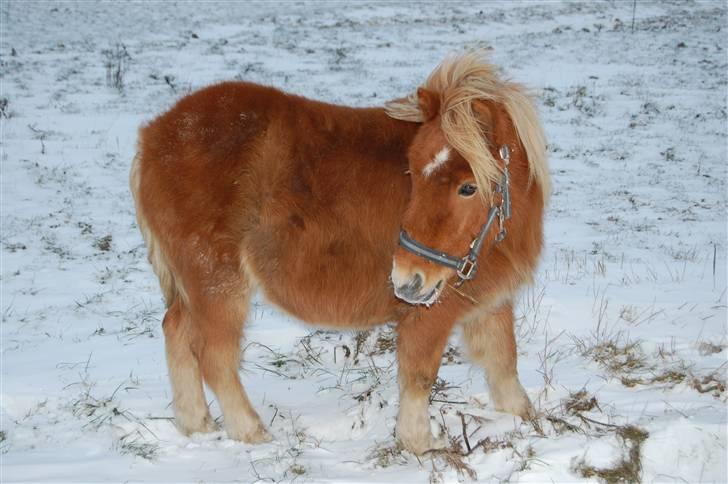 Shetlænder Brogaardens Makey billede 3