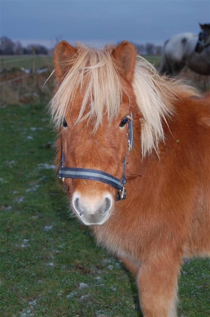 Shetlænder Brogaardens Makey billede 4