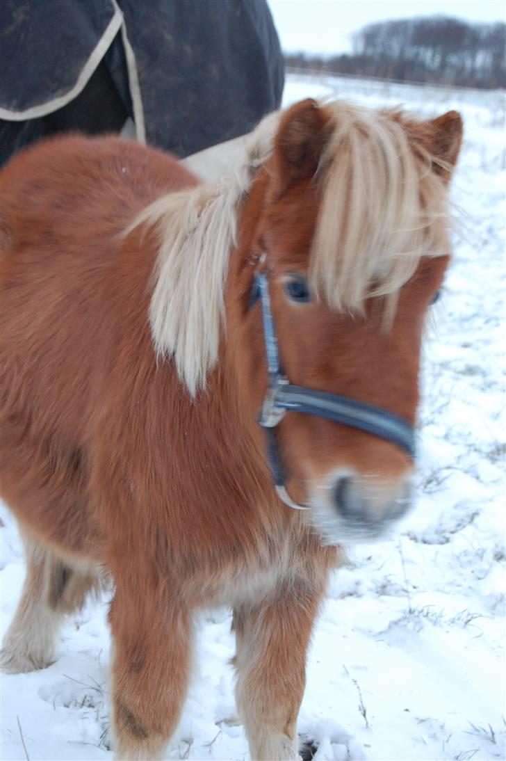 Shetlænder Brogaardens Makey billede 5