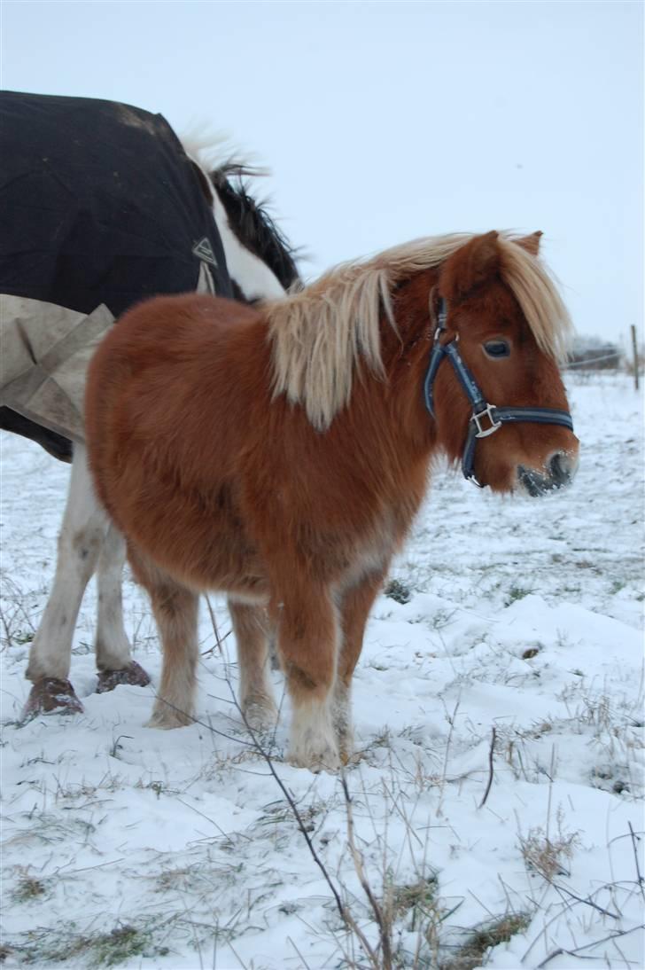 Shetlænder Brogaardens Makey billede 6