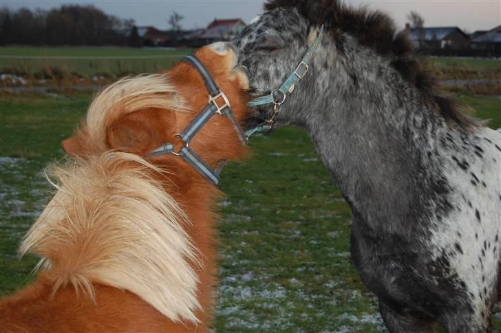 Shetlænder Brogaardens Makey billede 7
