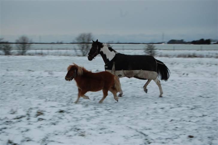 Shetlænder Brogaardens Makey billede 8