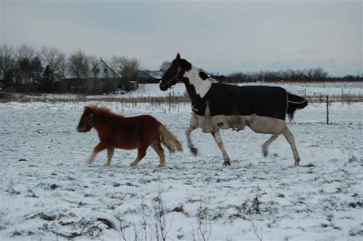 Shetlænder Brogaardens Makey billede 9