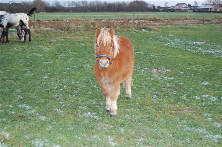 Shetlænder Brogaardens Makey billede 10