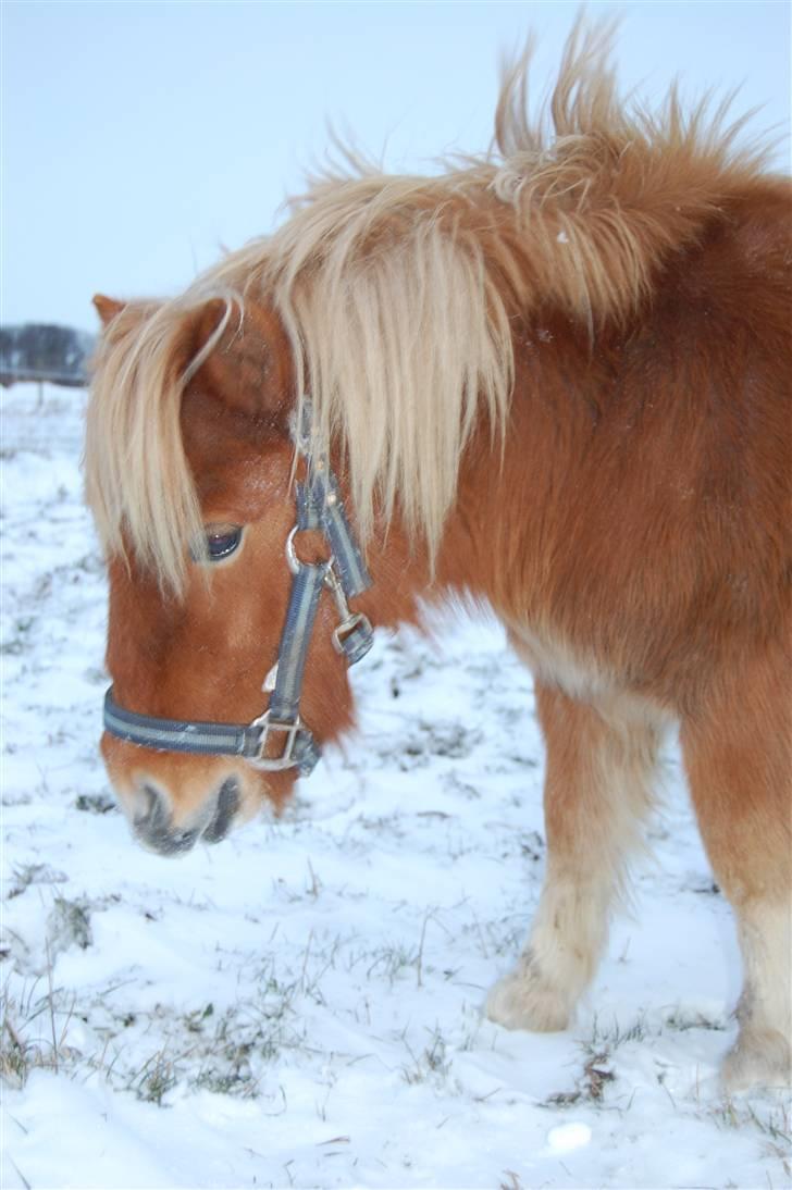 Shetlænder Brogaardens Makey billede 11