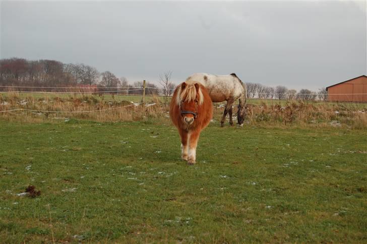Shetlænder Brogaardens Makey billede 12