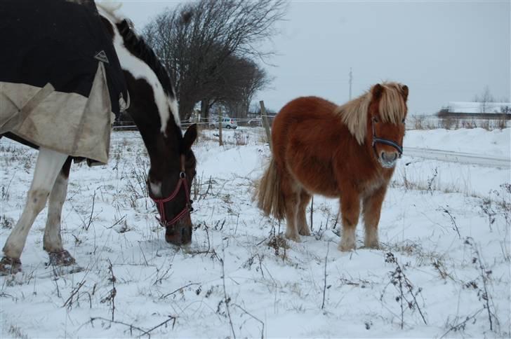 Shetlænder Brogaardens Makey billede 13
