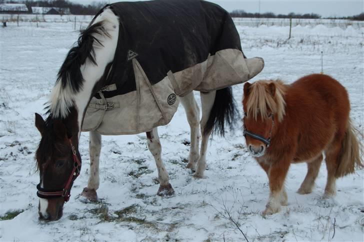 Shetlænder Brogaardens Makey billede 14