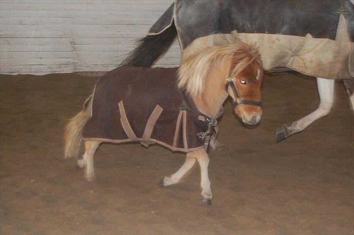 Shetlænder Brogaardens Makey billede 15