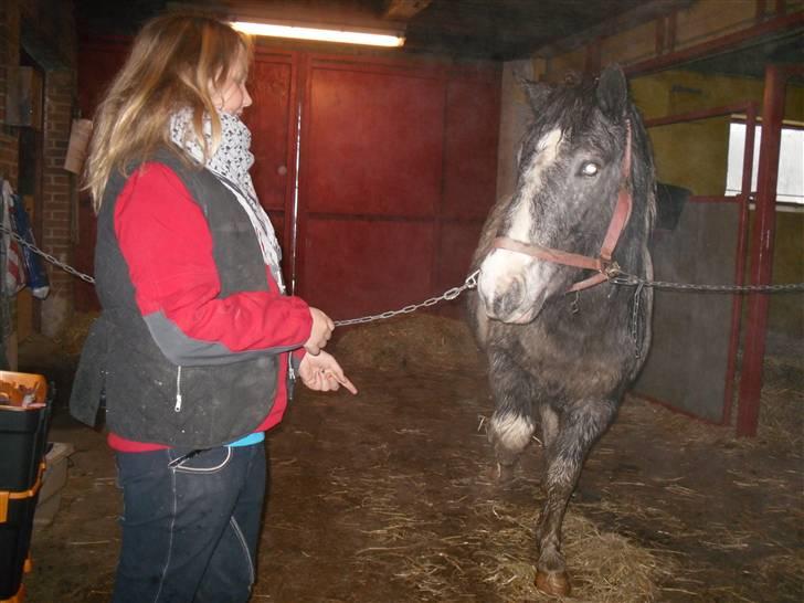 Anden særlig race Salt&Peber.. SOLGT  - Indse det  billede 11