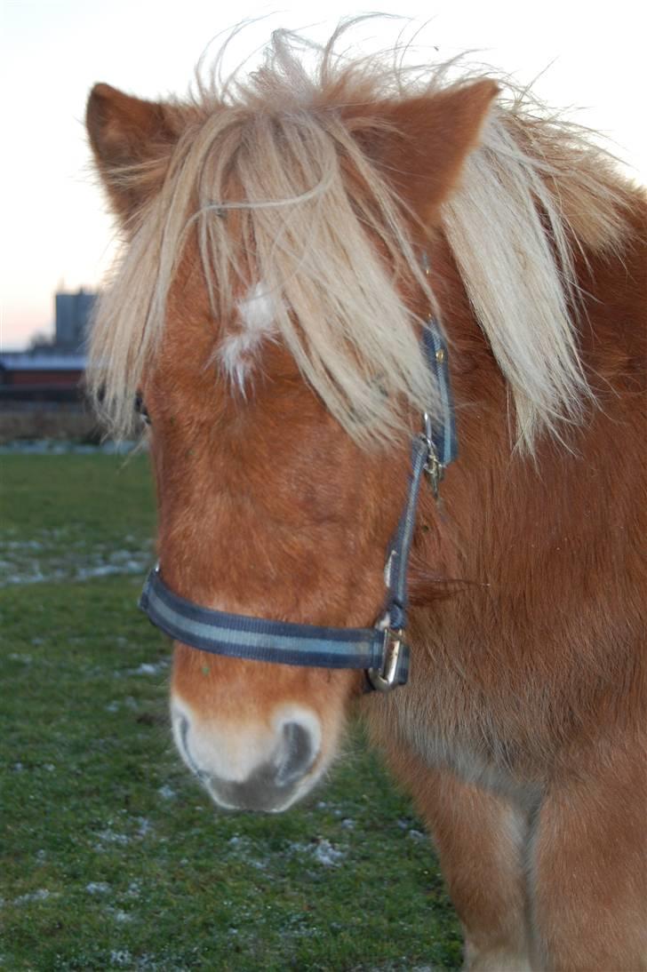 Shetlænder Brogaardens Makey billede 16