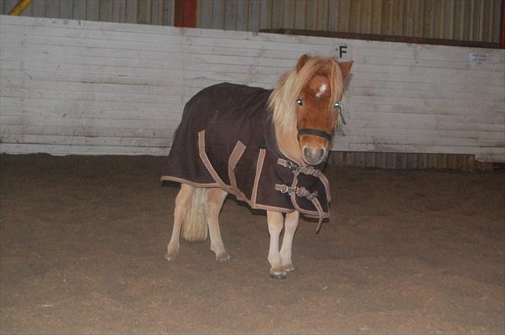 Shetlænder Brogaardens Makey billede 17