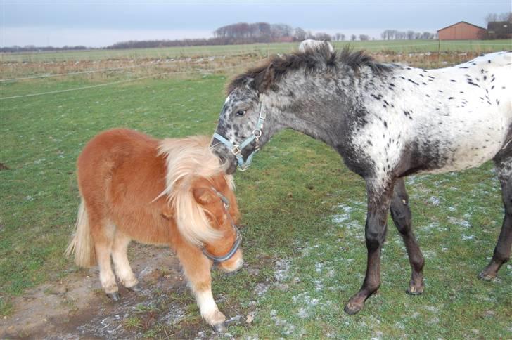 Shetlænder Brogaardens Makey billede 18