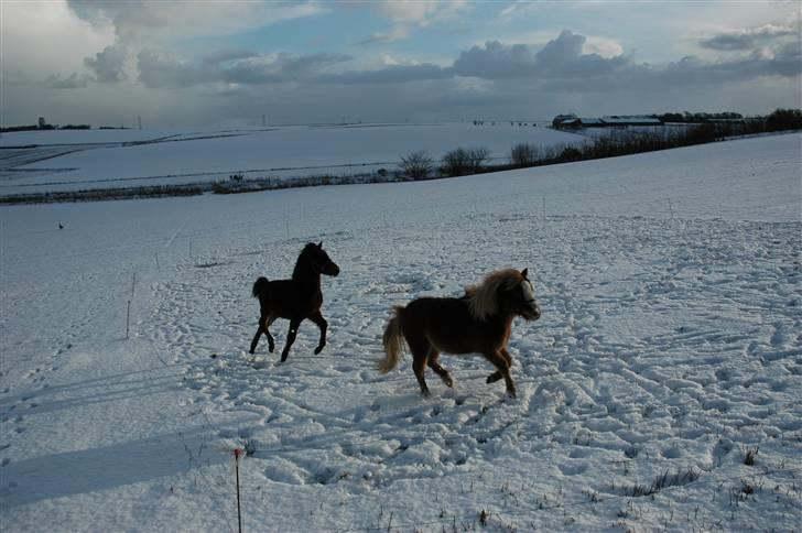 Anden særlig race Frederik billede 6