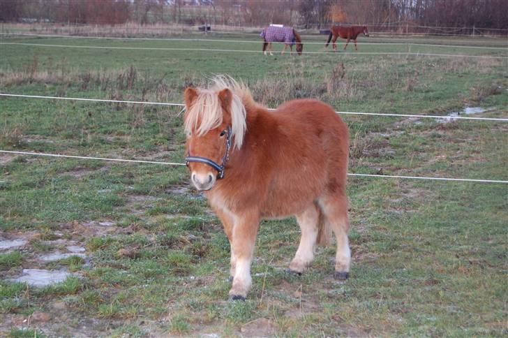 Shetlænder Brogaardens Makey billede 19