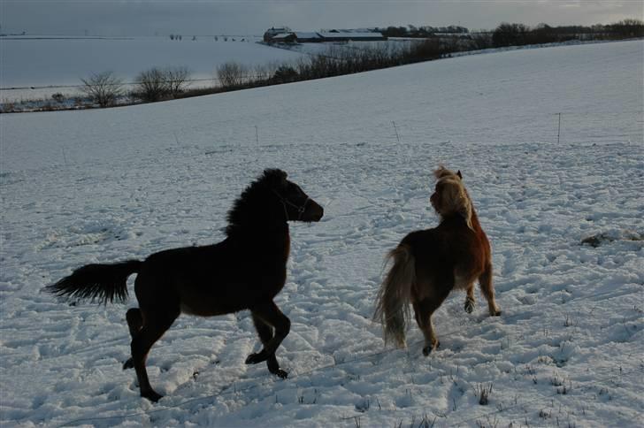 Anden særlig race Frederik billede 7