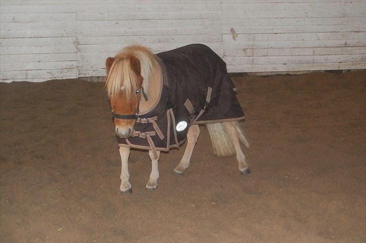 Shetlænder Brogaardens Makey billede 20