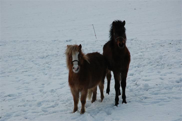 Anden særlig race Frederik billede 8
