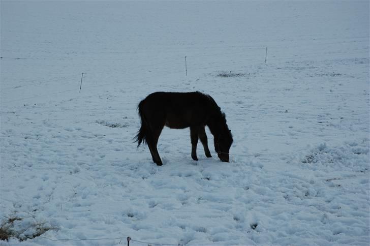 Anden særlig race Frederik billede 9