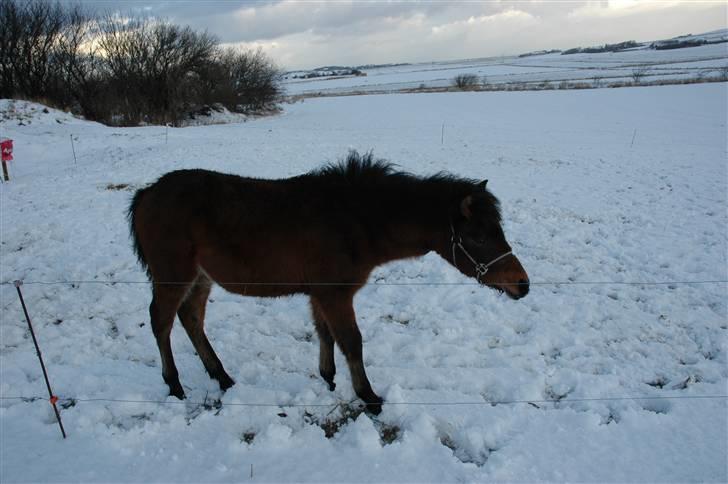 Anden særlig race Frederik billede 10