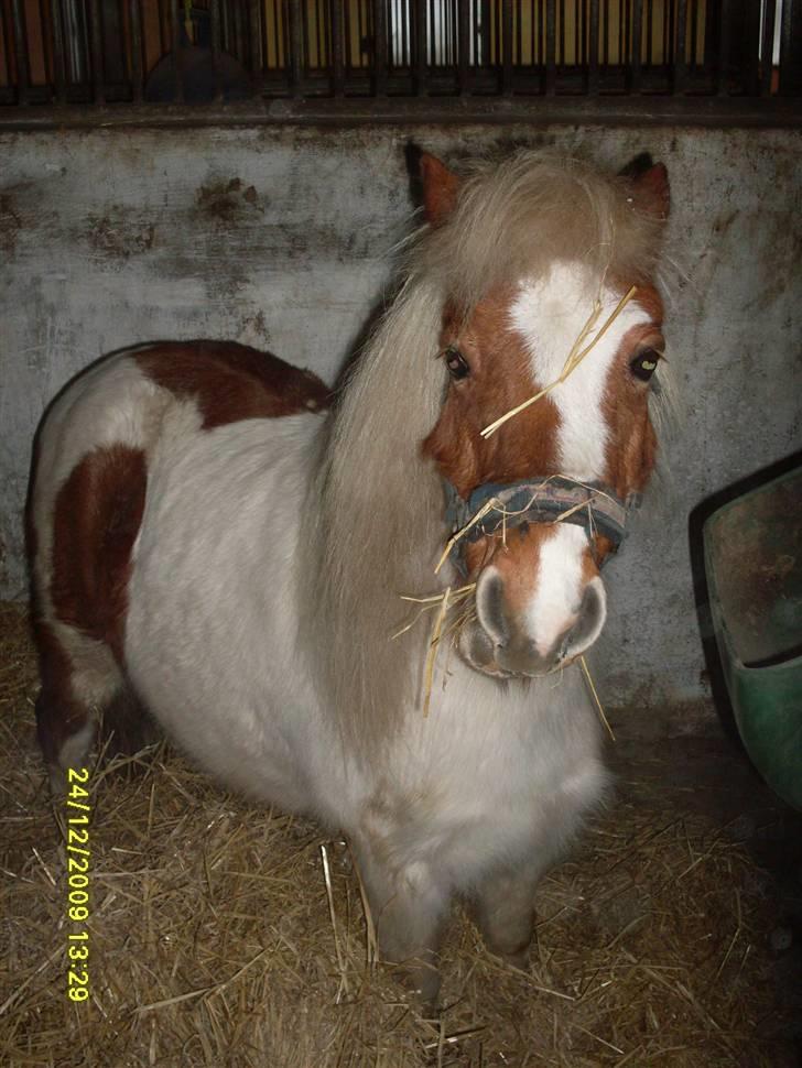 Anden særlig race Amigo - Aaargh Amigo forsvandt i halmen!! Hehe (; Det var dagen han ankom til gården, der havde vi stadigvæk ikke besluttet os for at tage ham, men godt vi gjorde det (: billede 4