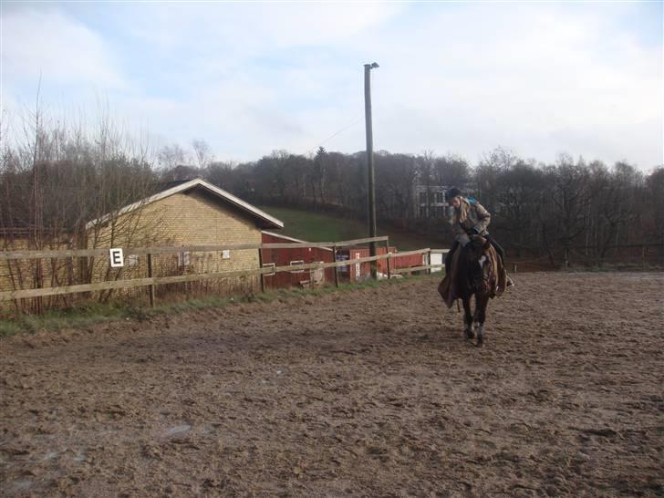 Anden særlig race Beauty  - Mig og Beauty varmer op [;. - Billed af Mille -. billede 7