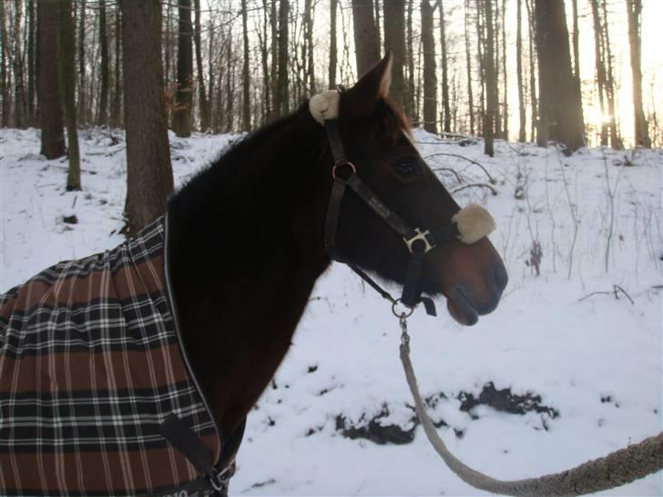 Anden særlig race Beauty  - Smuksaken i sneen [:. - Billed af mig - billede 8